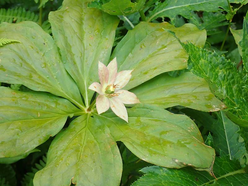 6.赤っぽいキヌガサソウ