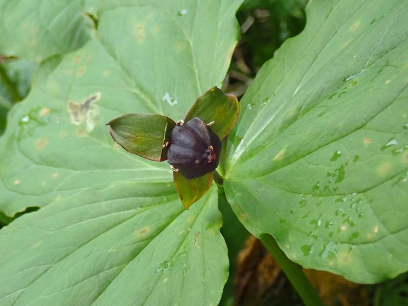 7.エンレイソウ