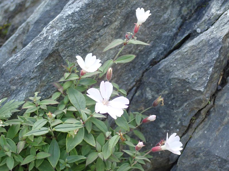 8.タカネビランジ