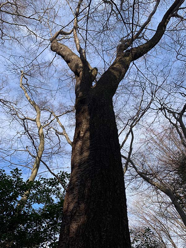 4.ヤマザクラの巨木