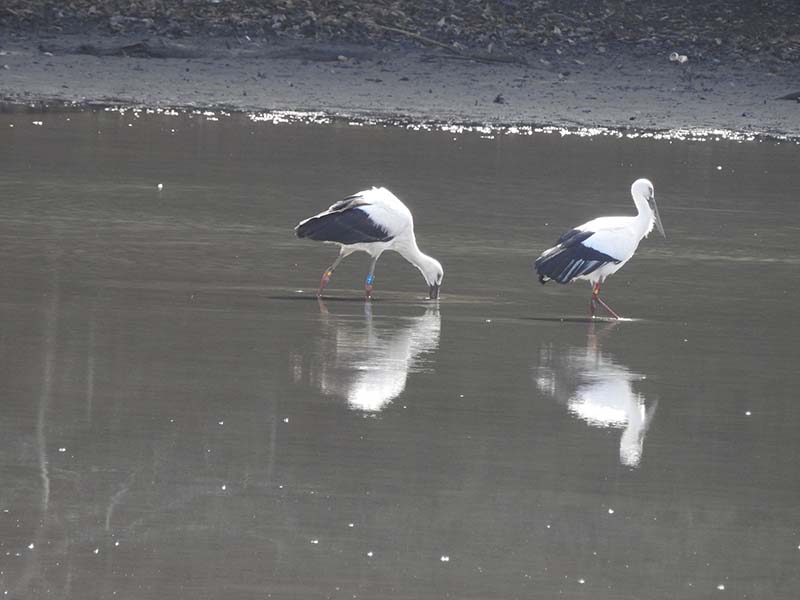 10.池に着水したコウノトリ