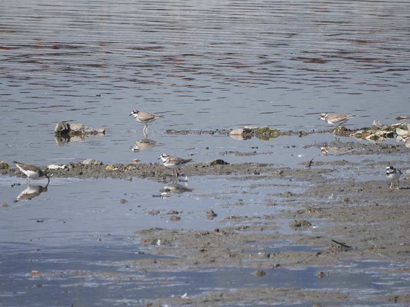 8.イソシギとイカルチドリ