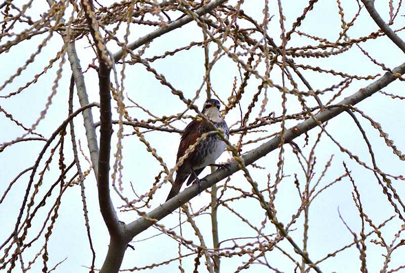 2.隠れているの