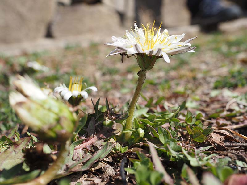 8.シロバナタンポポ