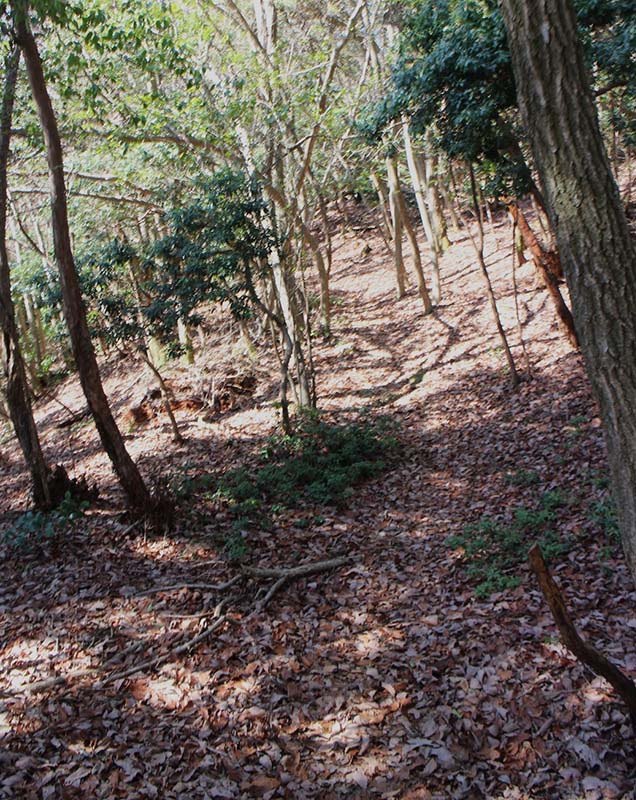 2.冬枯れの残る明るい疎林の道