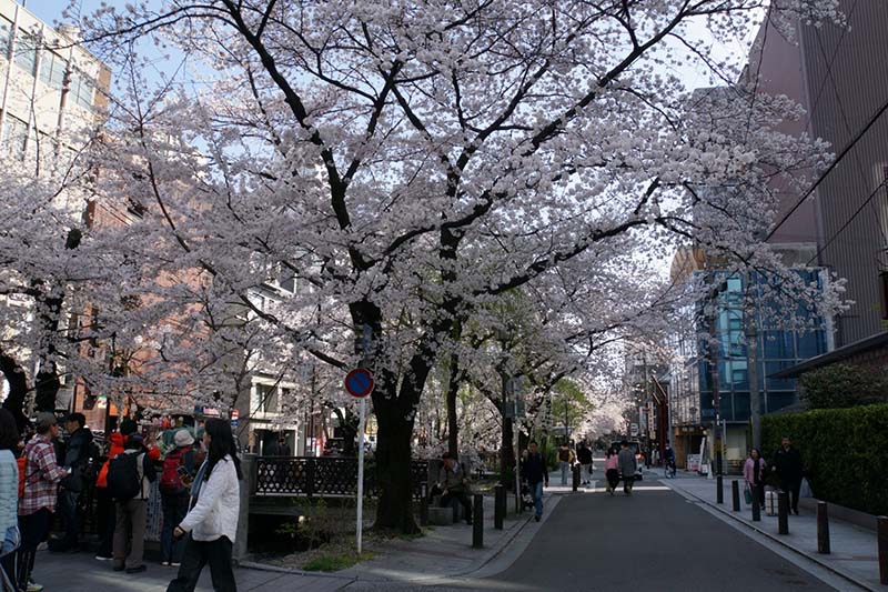 16.木屋町通　高瀬川の桜も見頃
