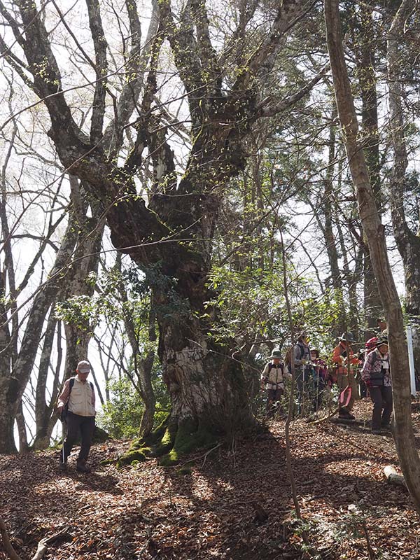 4.クマシデ巨樹