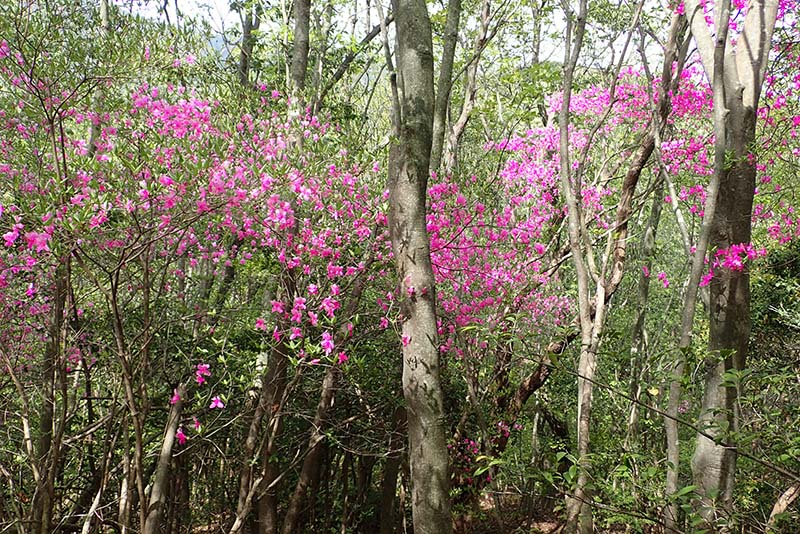 7.ミツバツツジ