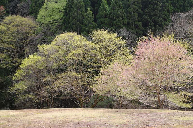 11.今は入ることのできない広場