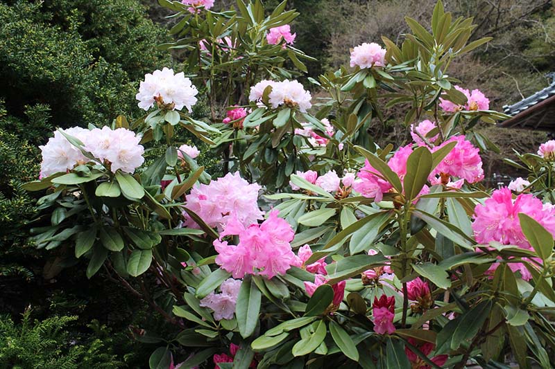 12.民家の庭のシャクナゲは満開だった