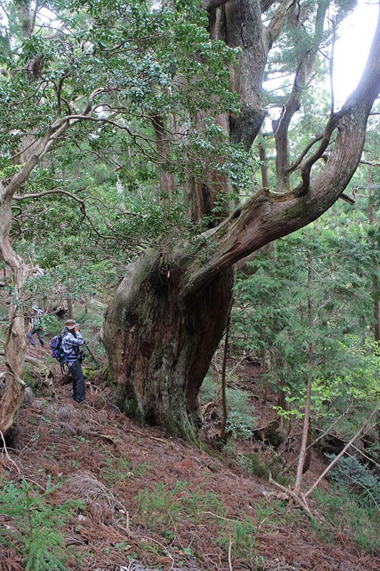 5.歴史を感じさせる杉の古木