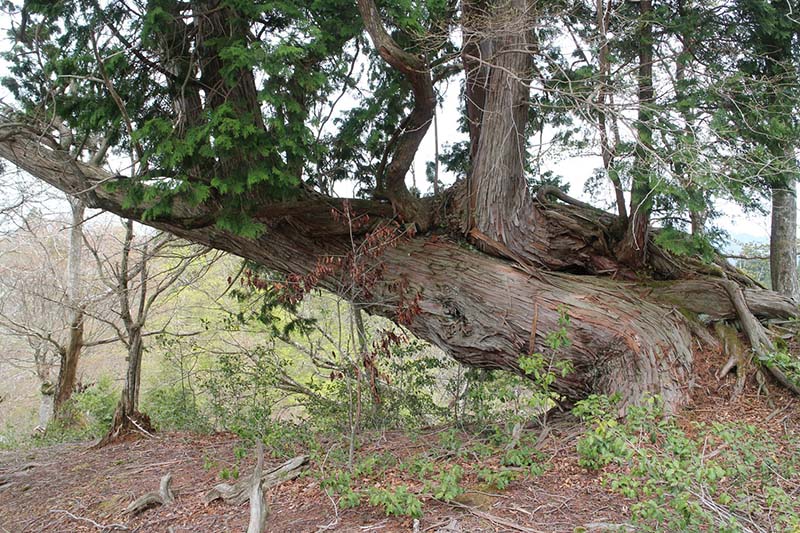 7.今度はヒノキの古木が
