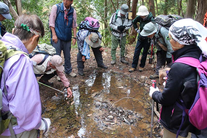 9.水溜りに小さなオタマジャクシが沢山いた