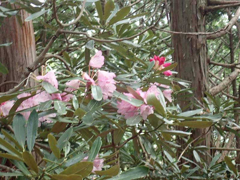 3.シャクナゲその１