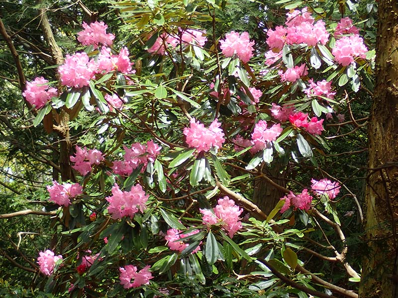 6.シャクナゲその２