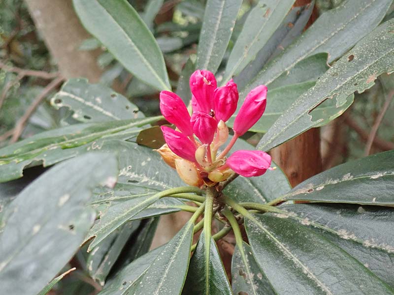 7.まだまだツボミ