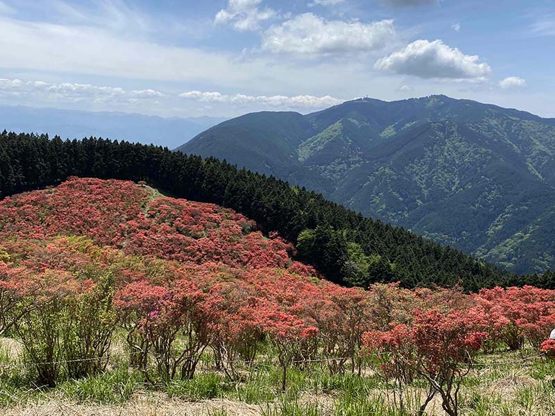 2.金剛山とツツジ群
