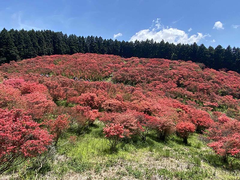 6.ツツジ群2