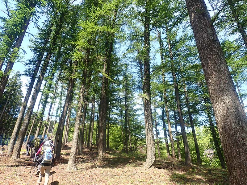 1.カラマツ林を登る