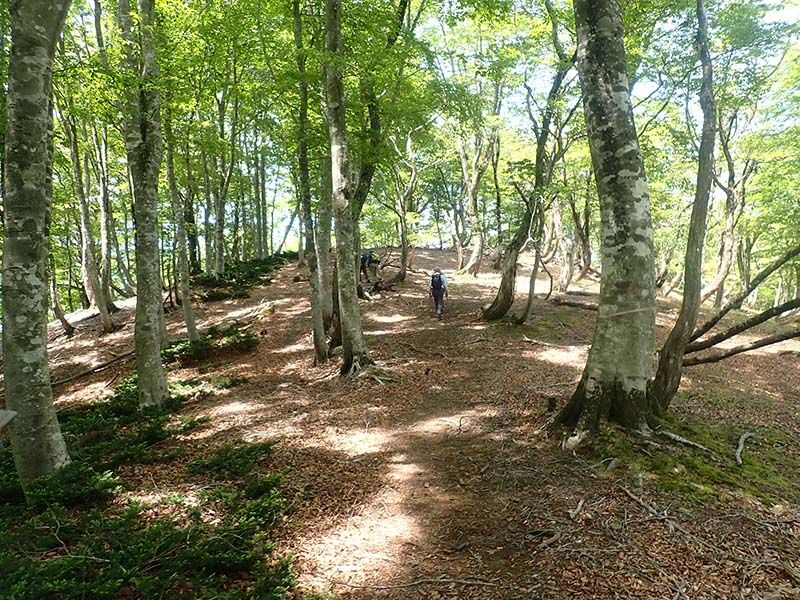 3.ブナ林の登山道