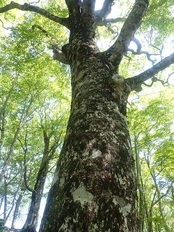 4.ブナ林を登る