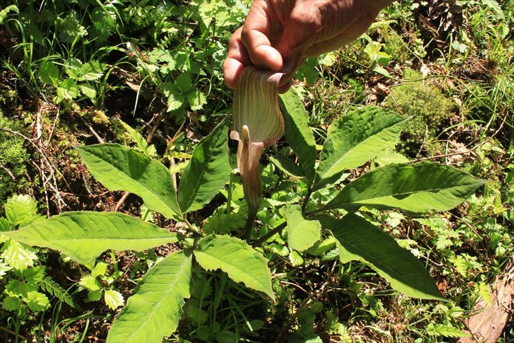 13.マムシ草と天南星の違いを教えてもらう