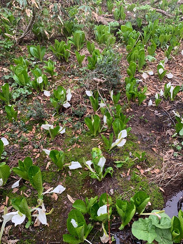 10.ミズバショウがいっぱい