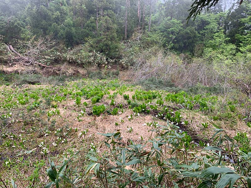 7.ミズバショウ群生地