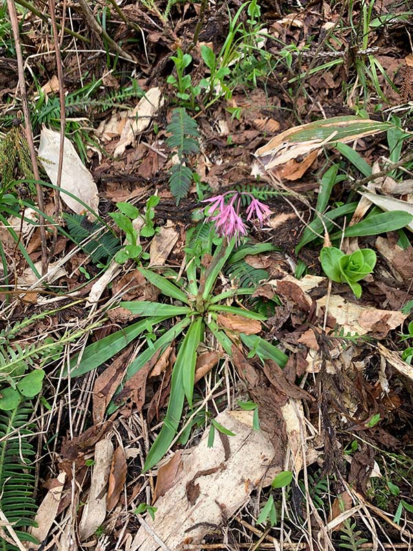 8.ショウジョウバカマも咲いていた