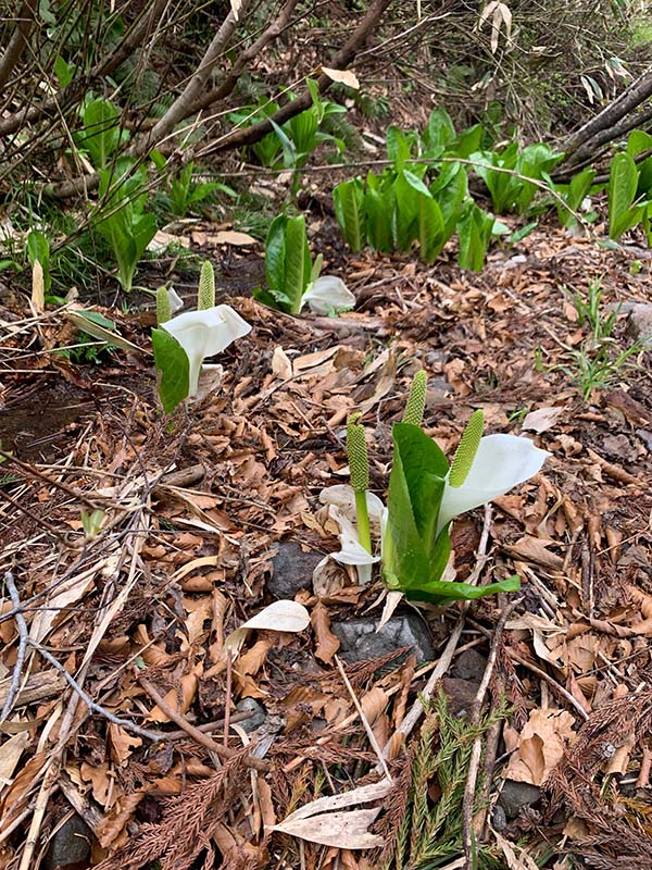 9.ミズバショウ