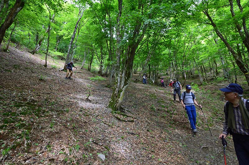 10.中峠から下るアライグマ