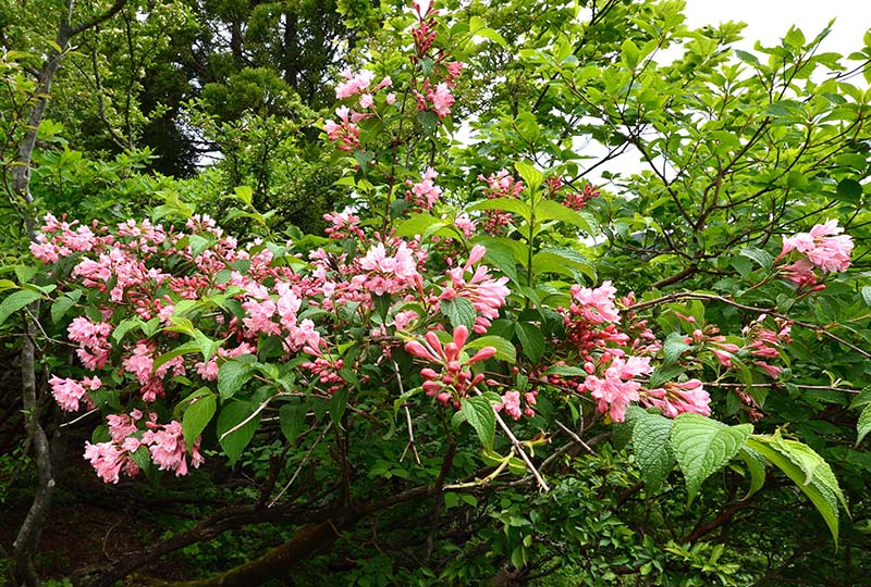 2.ウツギの花も満開