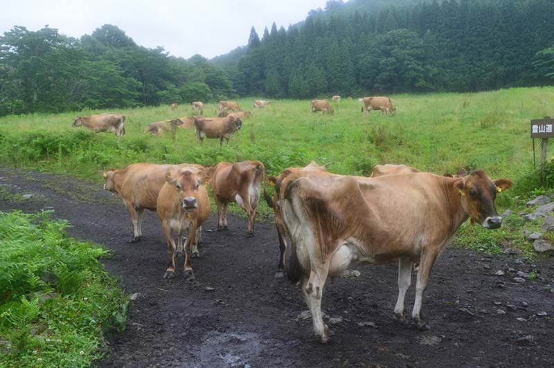 9.下山のお出迎え