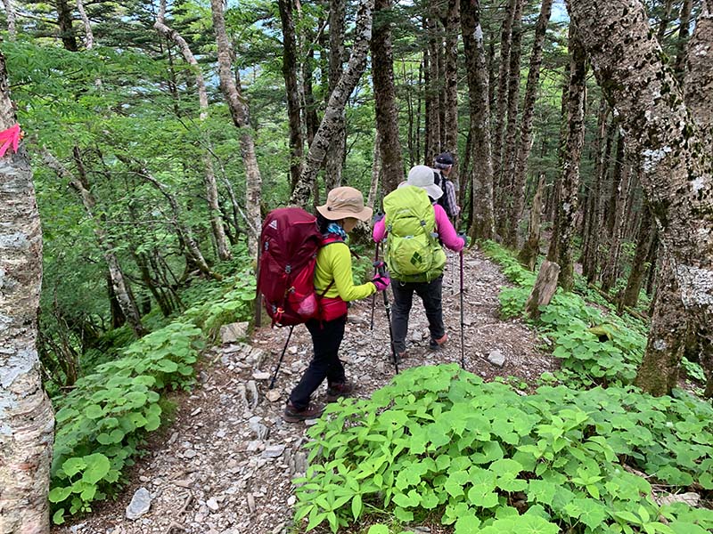 15.樹林帯の中を下山する