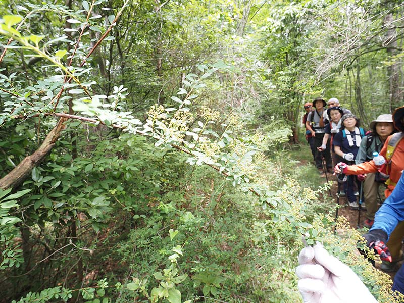 4.残念、花は終わってる！