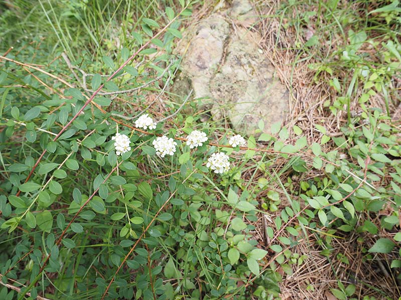 6.かろうじて…