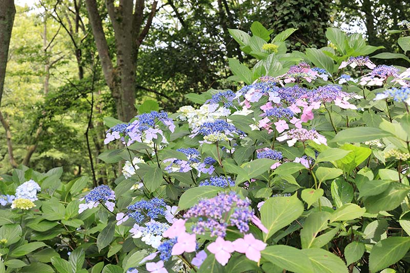 2.ガクアジサイ