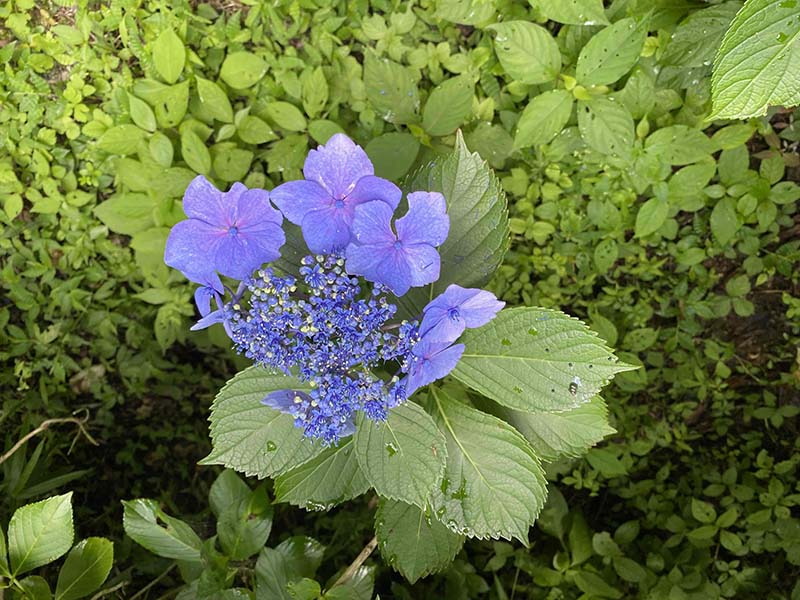 7.ガクアジサイ