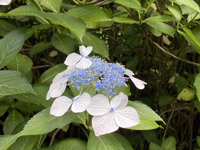 8.ガクアジサイ