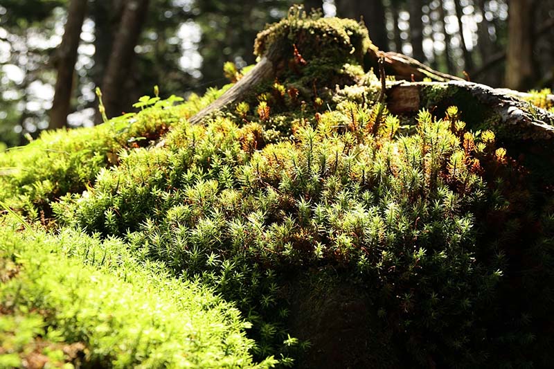 13.苔の森