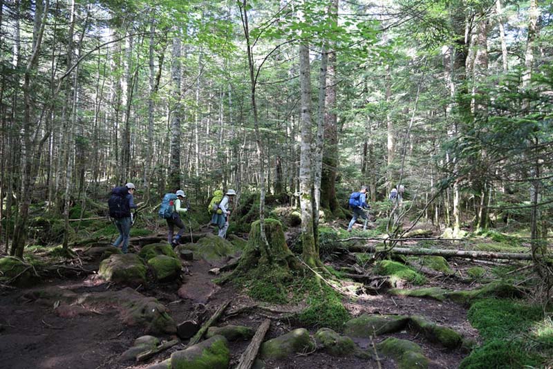 6.苔の森を進む