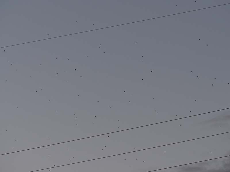 5.集まってきた