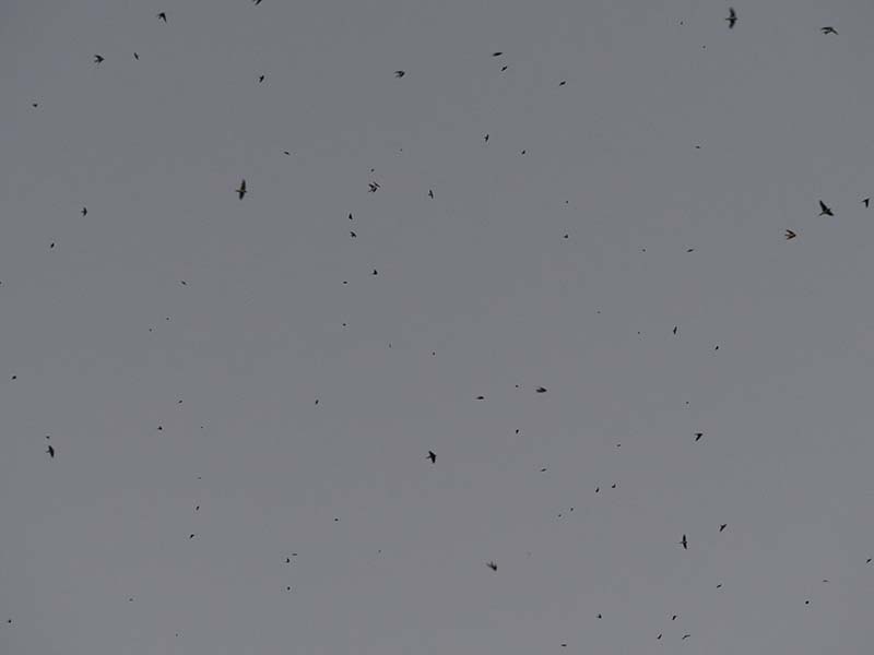 6.どんどん数を増す。