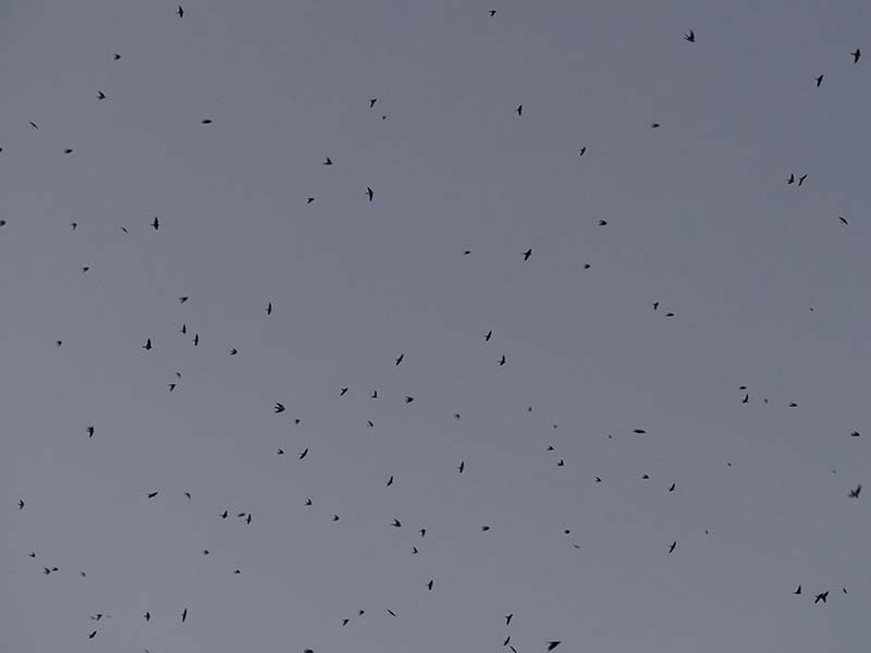 7.どんどん数を増す。