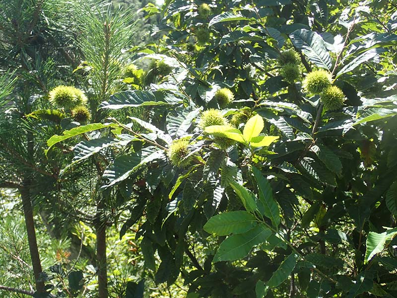 8.栗(見たらわかるか）