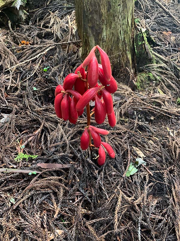 3.珍しいツ〇アケビの実