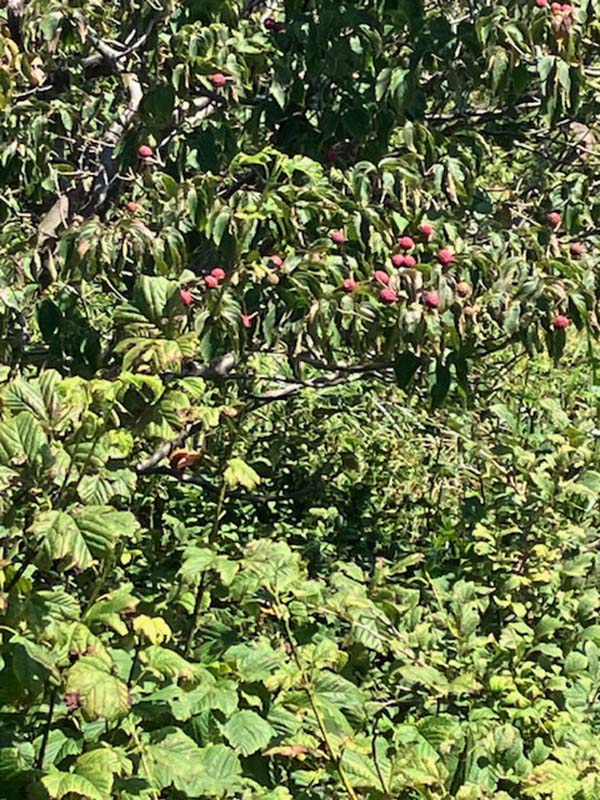 4.ヤマボウシの実。ジャムにするそうな