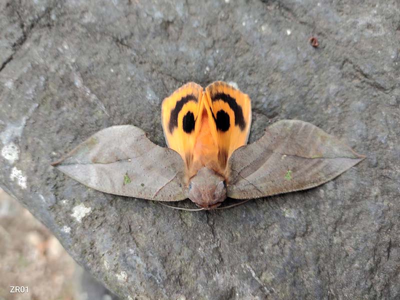 1.アケビコノハ