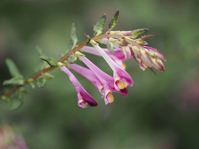 4.ママコナの花