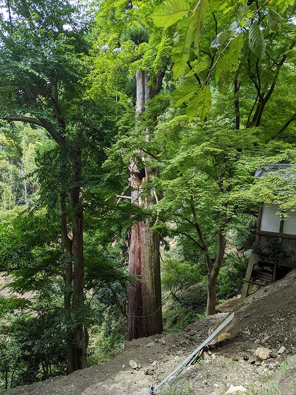 6.御神木のスギ、法厳寺